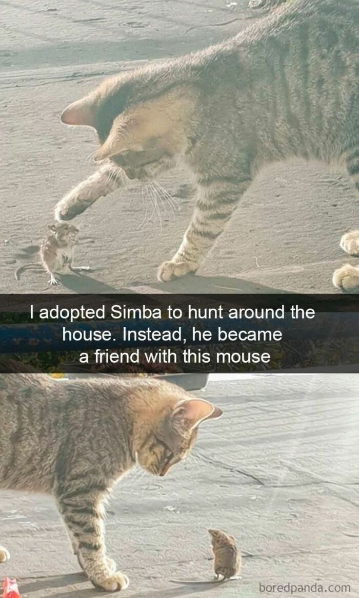 80 Memes That Blend Internet’s Most Favorite Things — Humor And Cats (New Pics)