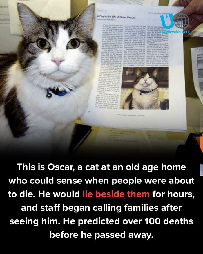 80 Memes That Blend Internet’s Most Favorite Things — Humor And Cats (New Pics)