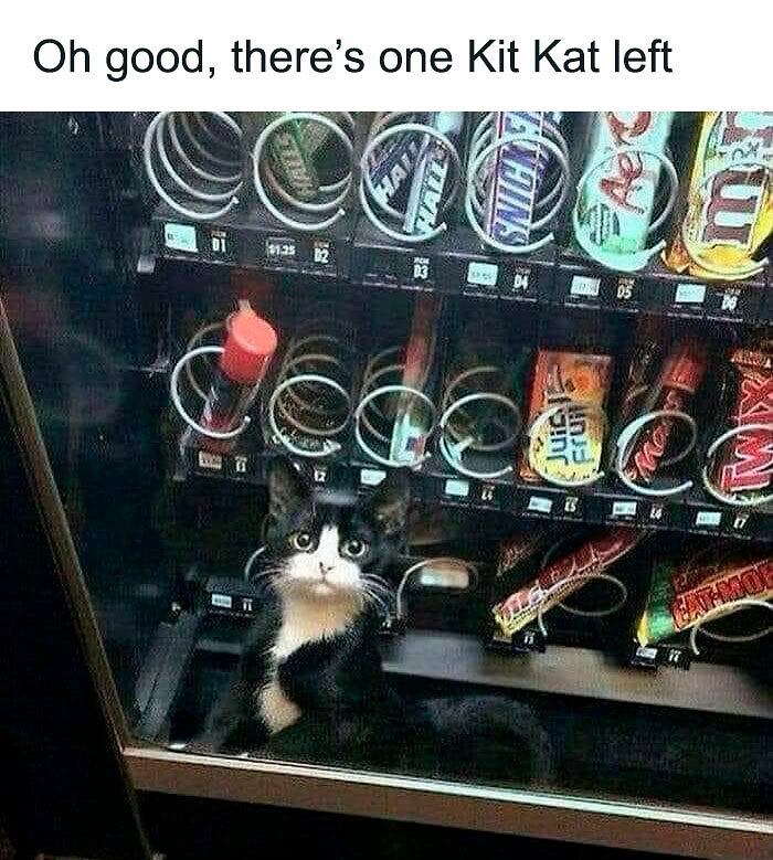 80 Memes That Blend Internet’s Most Favorite Things — Humor And Cats (New Pics)