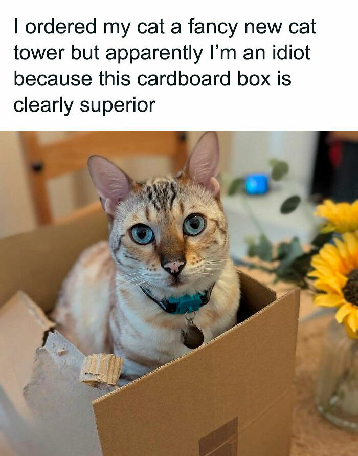80 Memes That Blend Internet’s Most Favorite Things — Humor And Cats (New Pics)