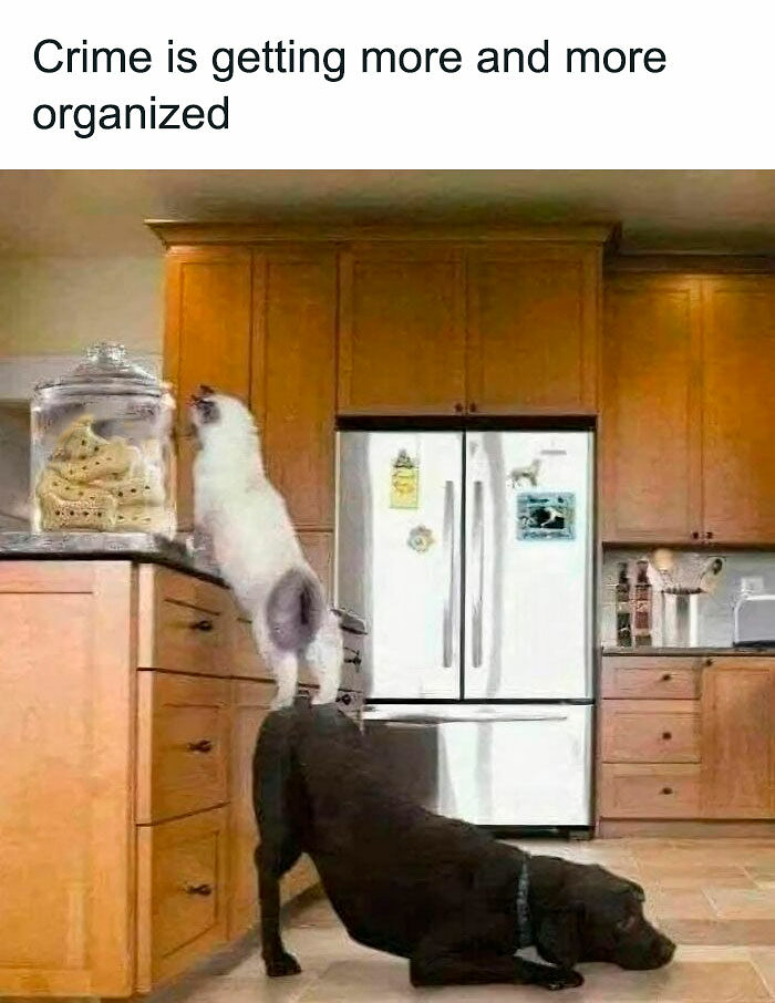 80 Memes That Blend Internet’s Most Favorite Things — Humor And Cats (New Pics)