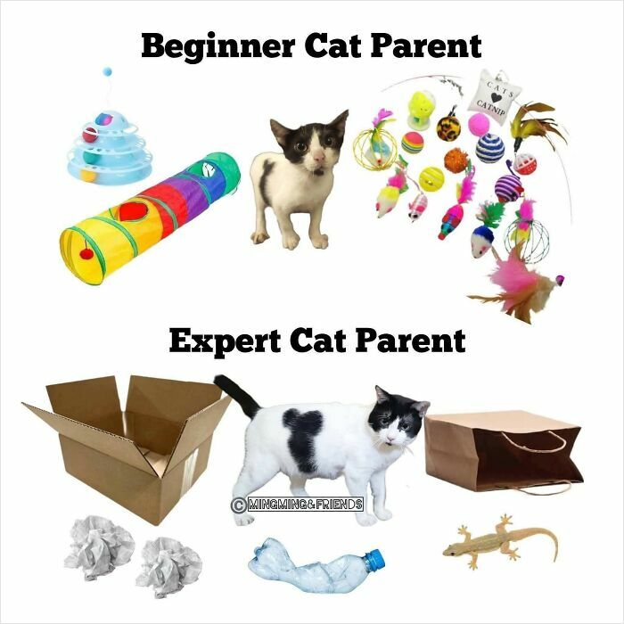 80 Memes That Blend Internet’s Most Favorite Things — Humor And Cats (New Pics)
