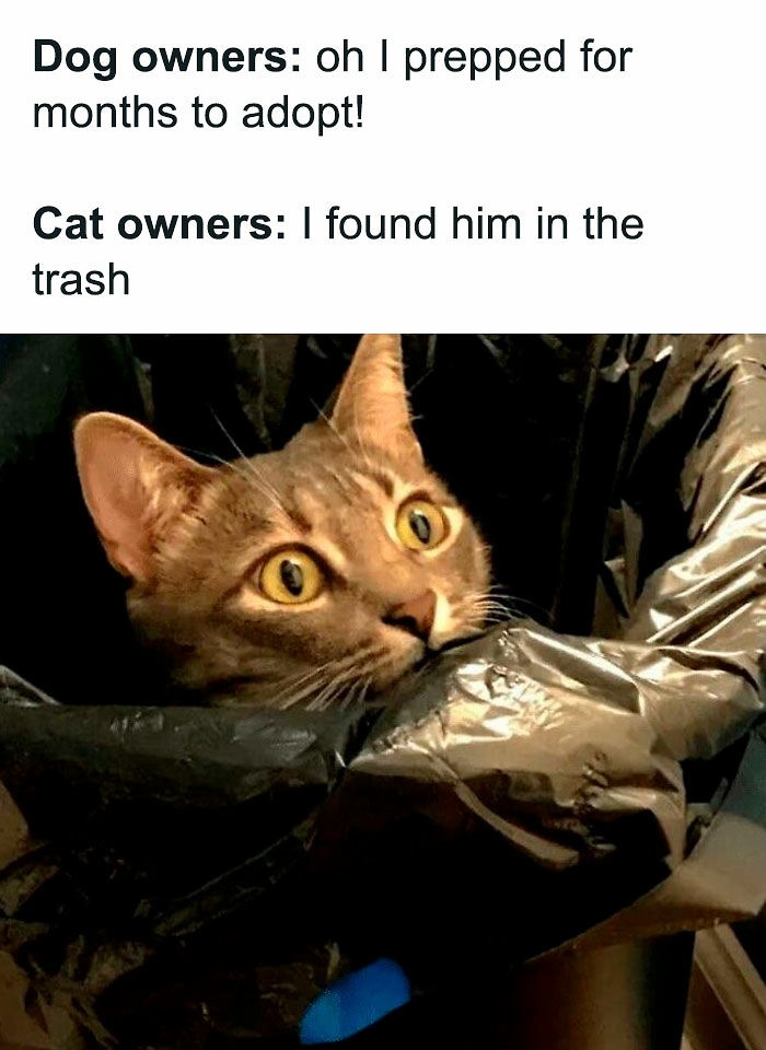 80 Memes That Blend Internet’s Most Favorite Things — Humor And Cats (New Pics)
