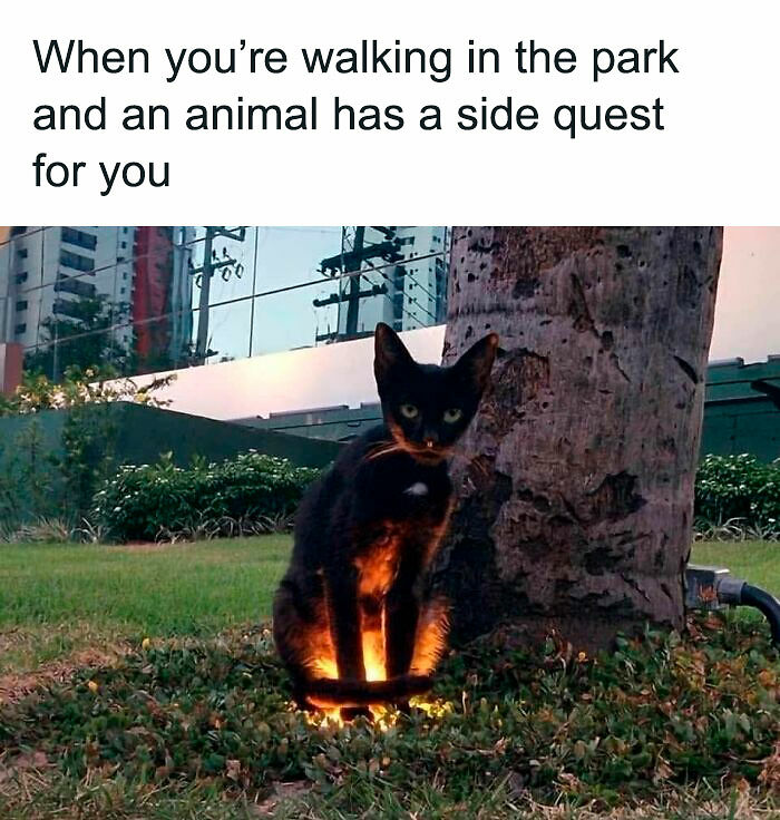 80 Memes That Blend Internet’s Most Favorite Things — Humor And Cats (New Pics)
