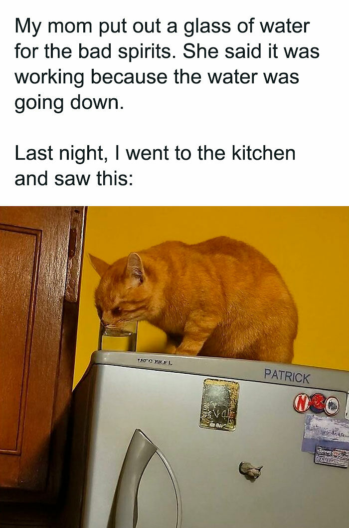 80 Memes That Blend Internet’s Most Favorite Things — Humor And Cats (New Pics)