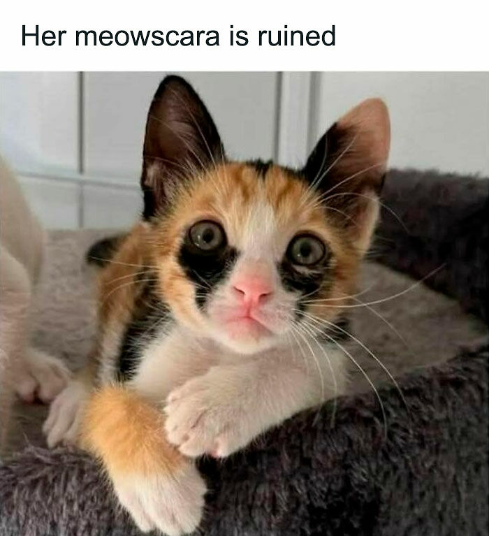 80 Memes That Blend Internet’s Most Favorite Things — Humor And Cats (New Pics)