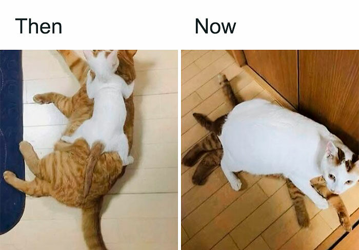 80 Memes That Blend Internet’s Most Favorite Things — Humor And Cats (New Pics)