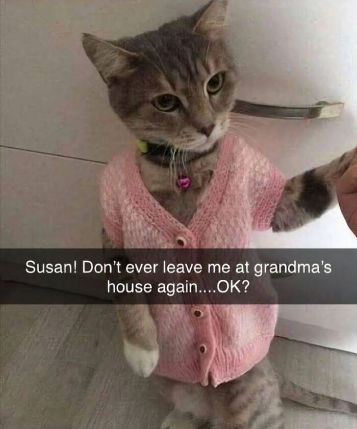 80 Memes That Blend Internet’s Most Favorite Things — Humor And Cats (New Pics)