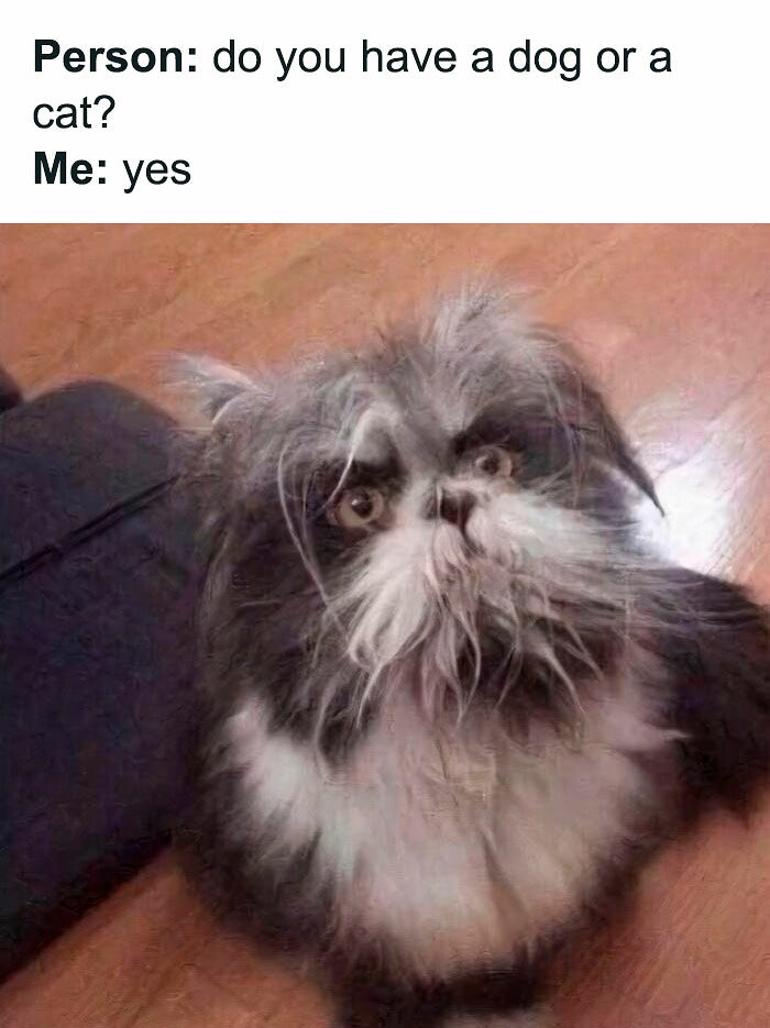 80 Memes That Blend Internet’s Most Favorite Things — Humor And Cats (New Pics)