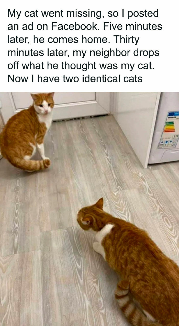 80 Memes That Blend Internet’s Most Favorite Things — Humor And Cats (New Pics)