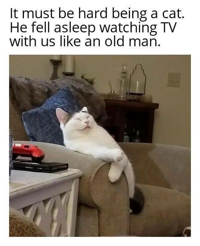 80 Memes That Blend Internet’s Most Favorite Things — Humor And Cats (New Pics)