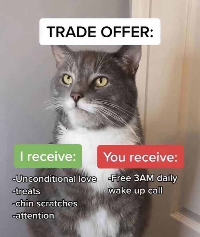 80 Memes That Blend Internet’s Most Favorite Things — Humor And Cats (New Pics)