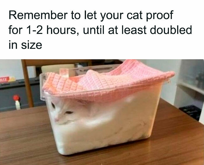 80 Memes That Blend Internet’s Most Favorite Things — Humor And Cats (New Pics)