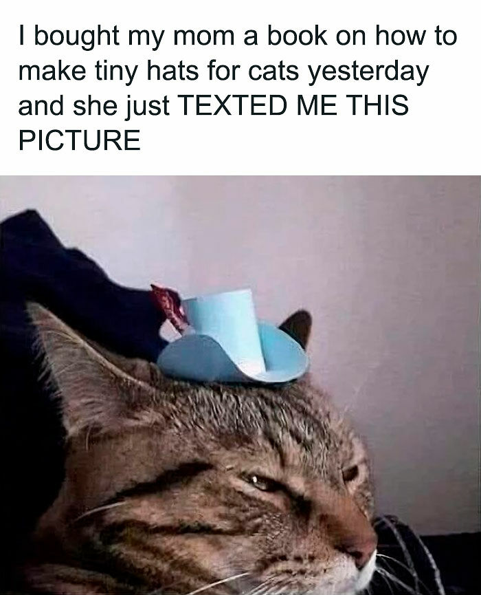 80 Memes That Blend Internet’s Most Favorite Things — Humor And Cats (New Pics)