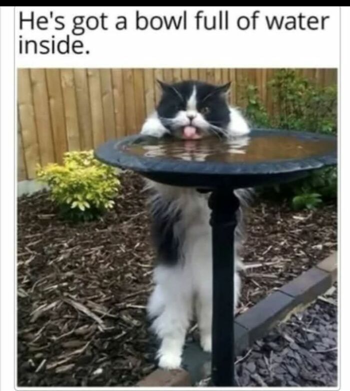 80 Memes That Blend Internet’s Most Favorite Things — Humor And Cats (New Pics)