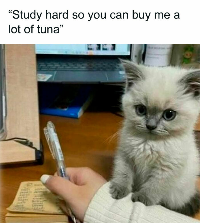 80 Memes That Blend Internet’s Most Favorite Things — Humor And Cats (New Pics)