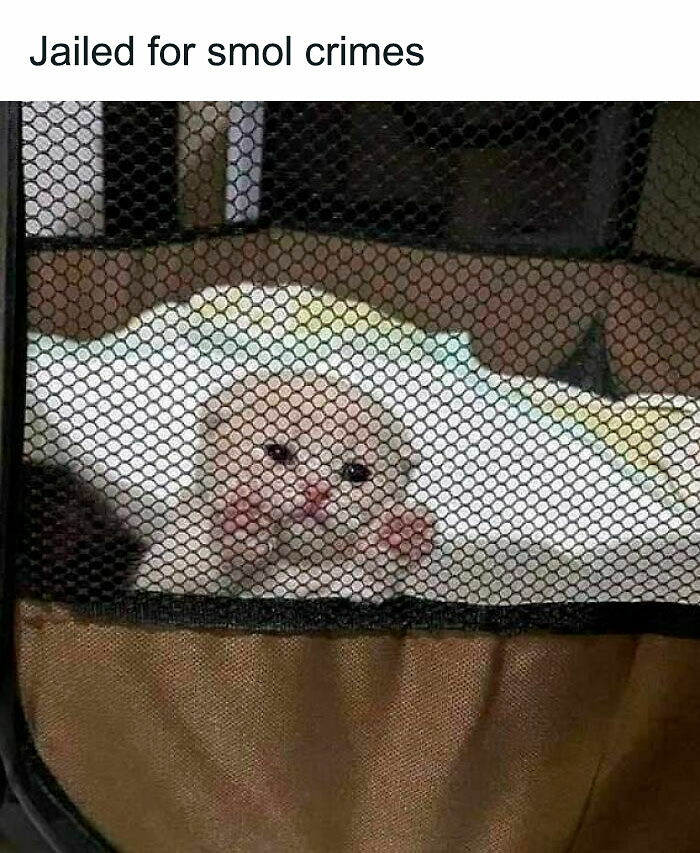 80 Memes That Blend Internet’s Most Favorite Things — Humor And Cats (New Pics)