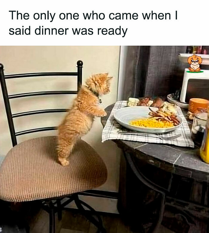 80 Memes That Blend Internet’s Most Favorite Things — Humor And Cats (New Pics)