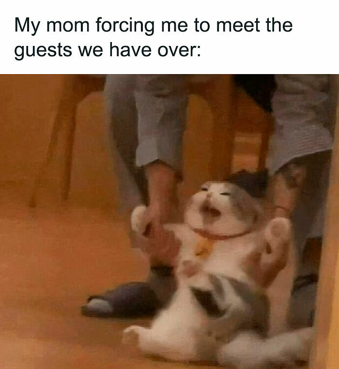 80 Memes That Blend Internet’s Most Favorite Things — Humor And Cats (New Pics)