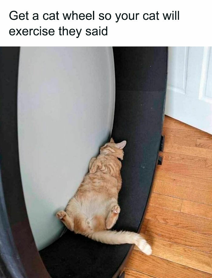 80 Memes That Blend Internet’s Most Favorite Things — Humor And Cats (New Pics)