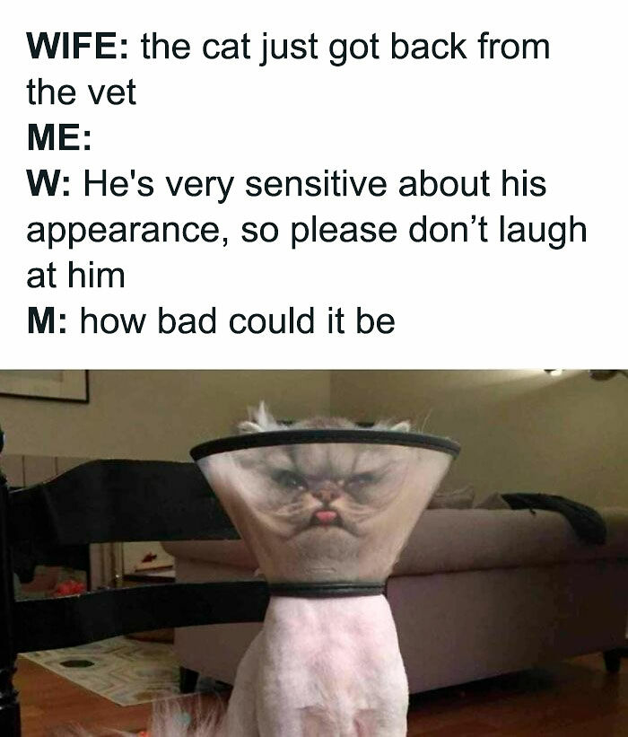 80 Memes That Blend Internet’s Most Favorite Things — Humor And Cats (New Pics)