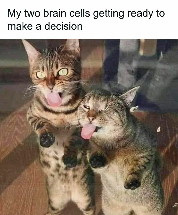 80 Memes That Blend Internet’s Most Favorite Things — Humor And Cats (New Pics)