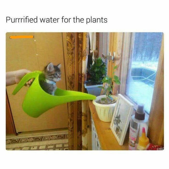 80 Memes That Blend Internet’s Most Favorite Things — Humor And Cats (New Pics)