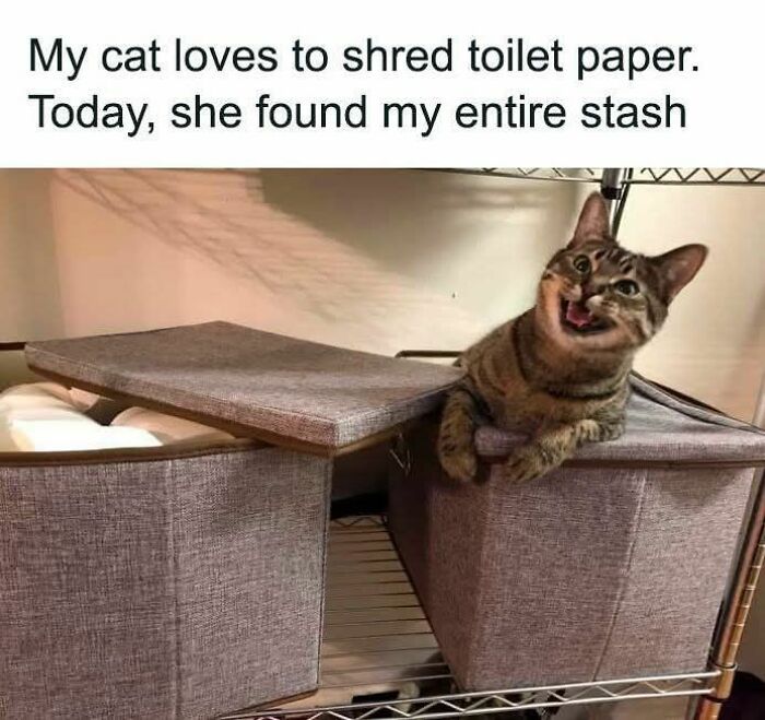 80 Memes That Blend Internet’s Most Favorite Things — Humor And Cats (New Pics)
