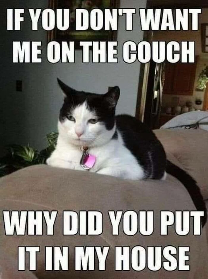 80 Memes That Blend Internet’s Most Favorite Things — Humor And Cats (New Pics)