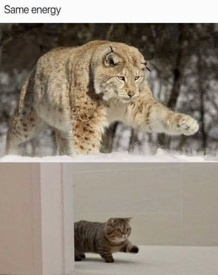 80 Memes That Blend Internet’s Most Favorite Things — Humor And Cats (New Pics)