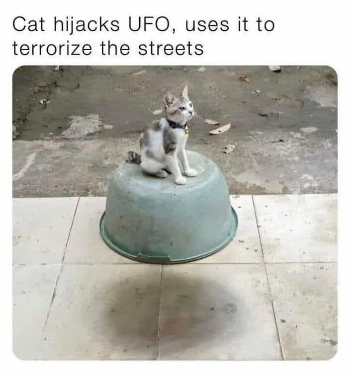 80 Memes That Blend Internet’s Most Favorite Things — Humor And Cats (New Pics)