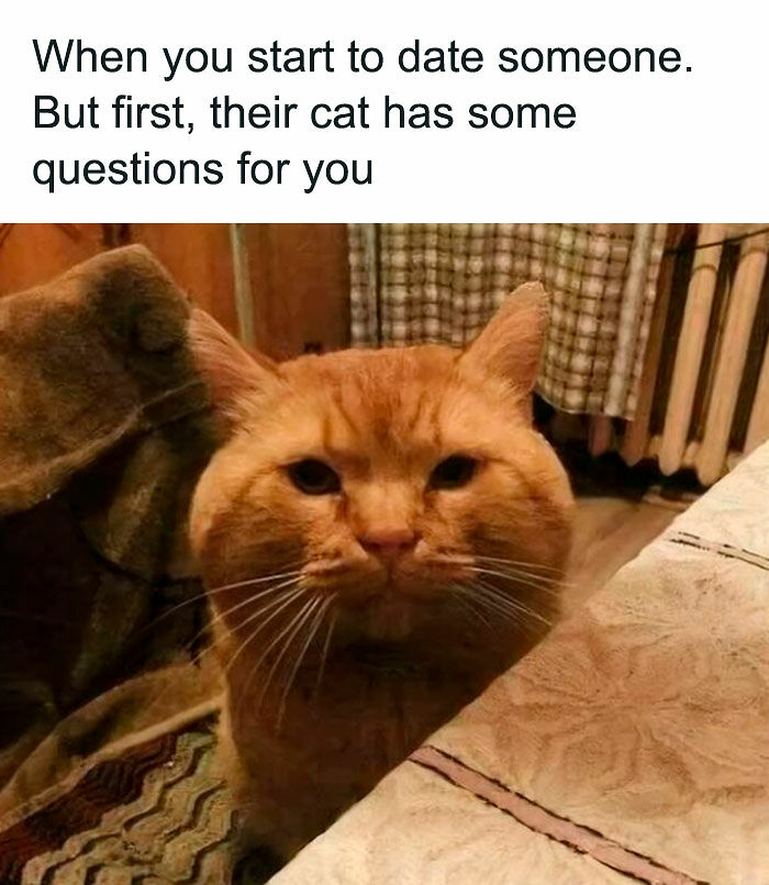 80 Memes That Blend Internet’s Most Favorite Things — Humor And Cats (New Pics)