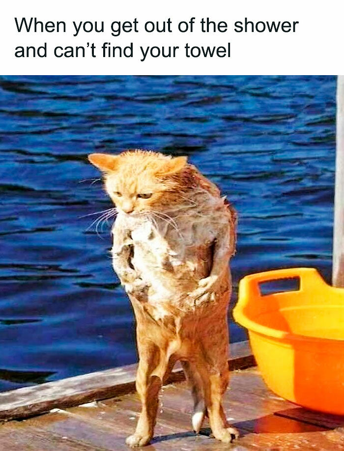 80 Memes That Blend Internet’s Most Favorite Things — Humor And Cats (New Pics)