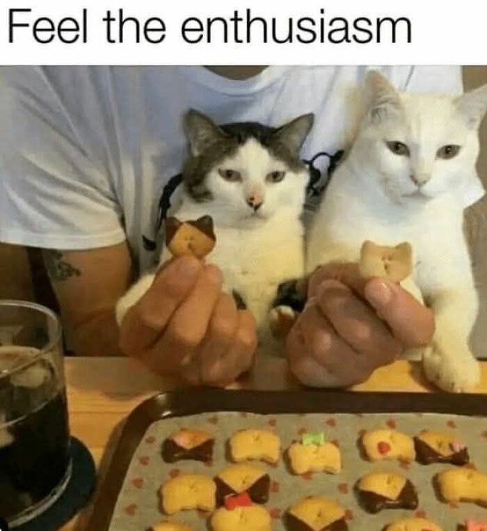 80 Memes That Blend Internet’s Most Favorite Things — Humor And Cats (New Pics)