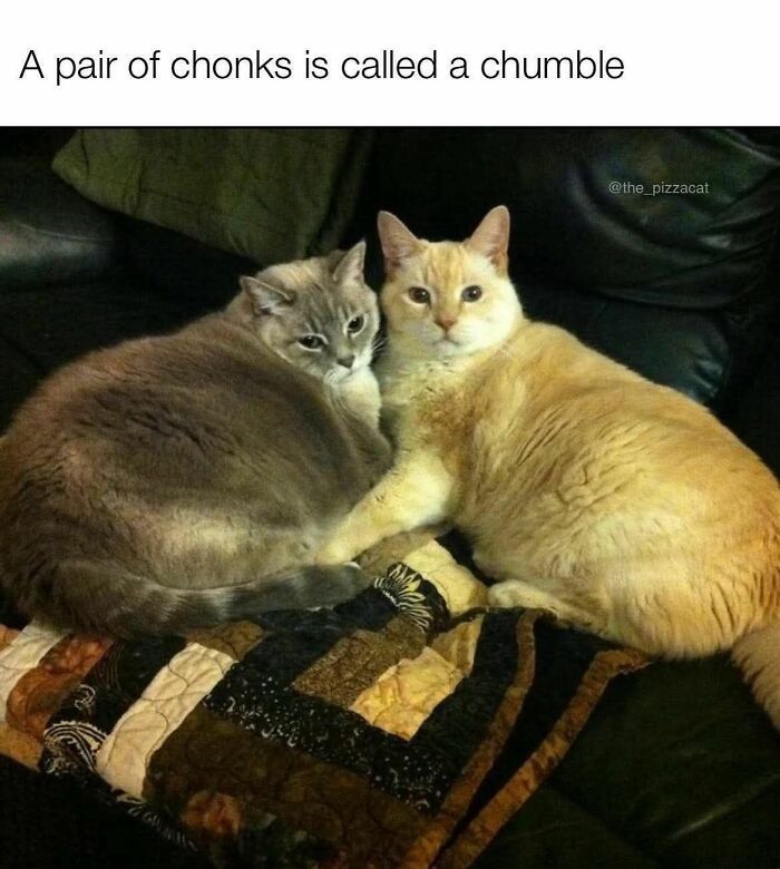 80 Memes That Blend Internet’s Most Favorite Things — Humor And Cats (New Pics)