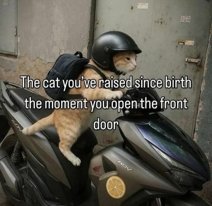 80 Memes That Blend Internet’s Most Favorite Things — Humor And Cats (New Pics)