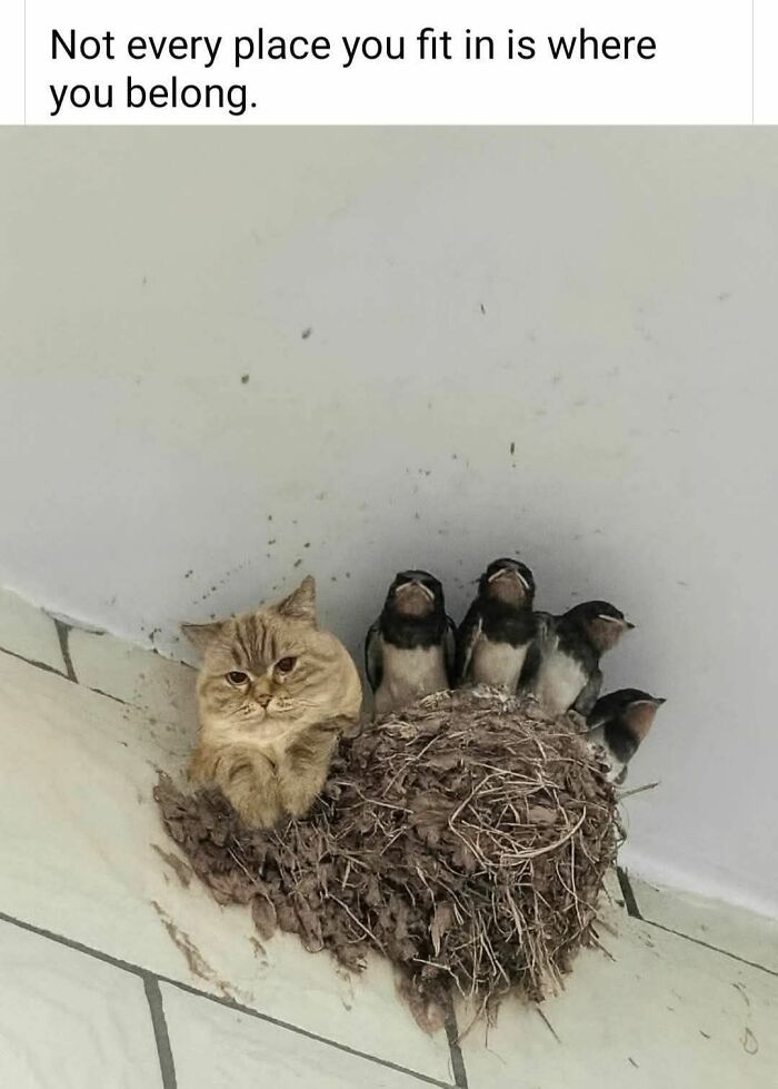 80 Memes That Blend Internet’s Most Favorite Things — Humor And Cats (New Pics)