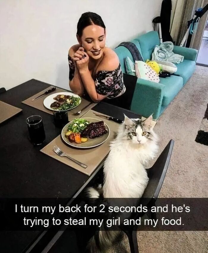80 Memes That Blend Internet’s Most Favorite Things — Humor And Cats (New Pics)