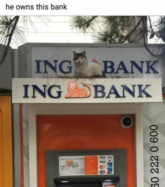80 Memes That Blend Internet’s Most Favorite Things — Humor And Cats (New Pics)