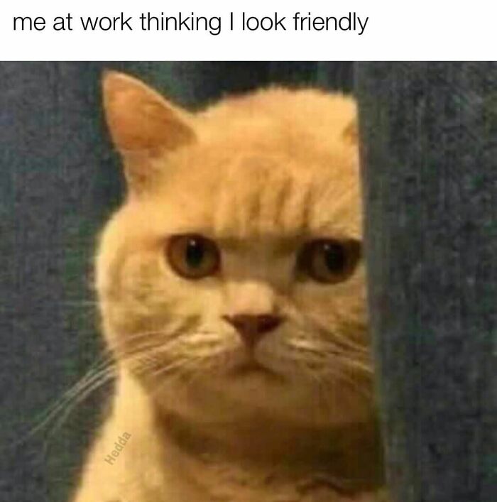 80 Memes That Blend Internet’s Most Favorite Things — Humor And Cats (New Pics)
