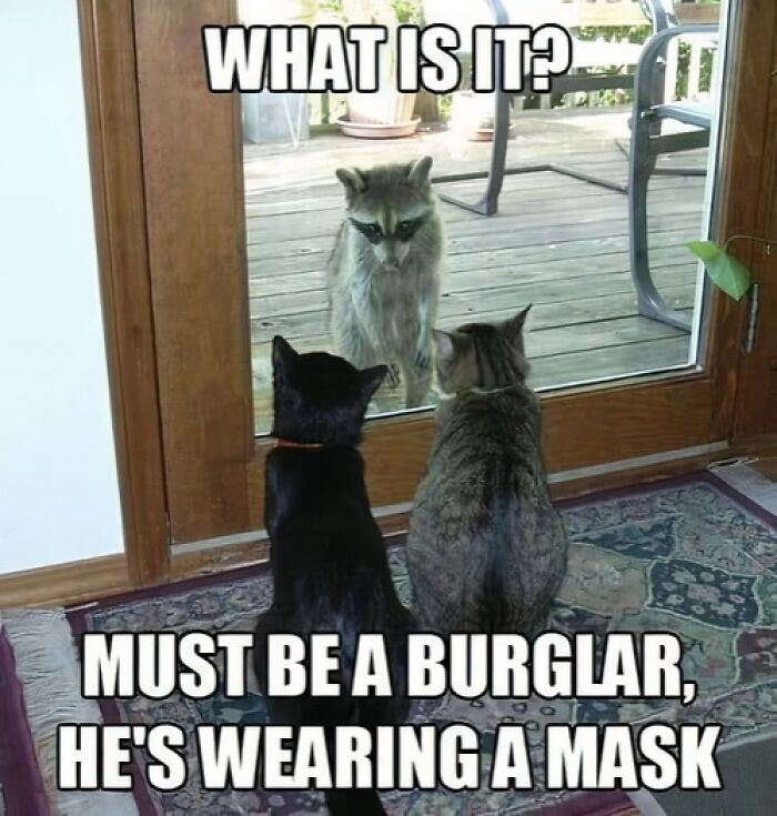 80 Memes That Blend Internet’s Most Favorite Things — Humor And Cats (New Pics)