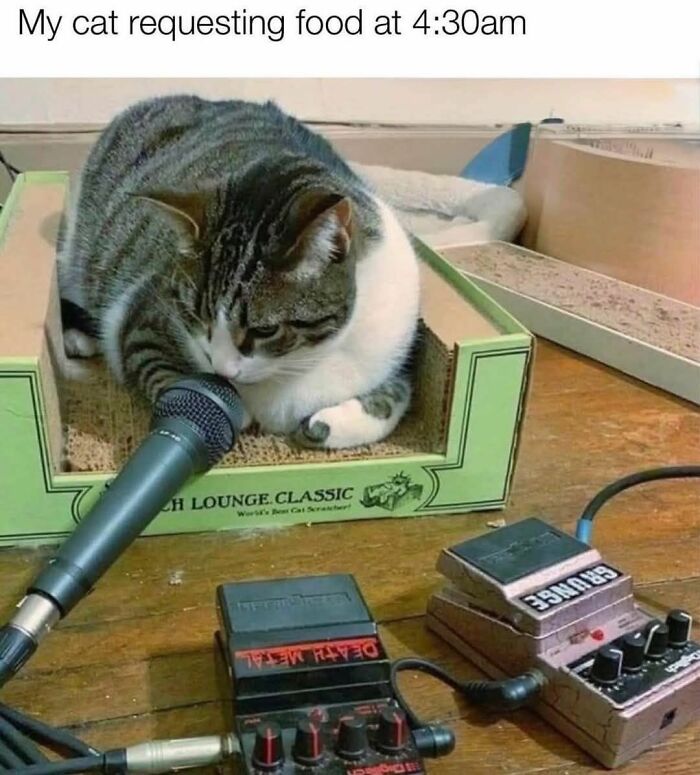 80 Memes That Blend Internet’s Most Favorite Things — Humor And Cats (New Pics)