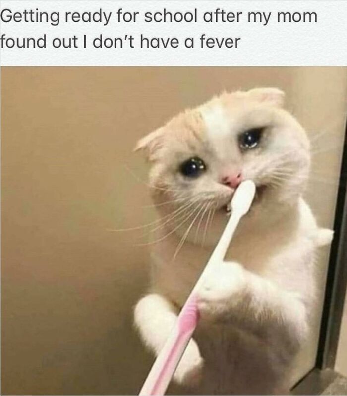 80 Memes That Blend Internet’s Most Favorite Things — Humor And Cats (New Pics)