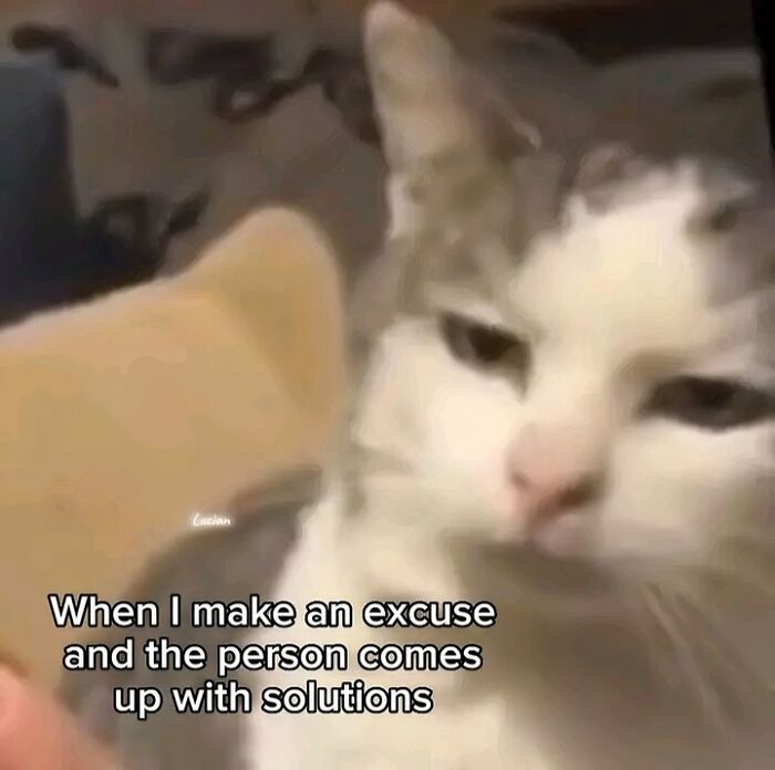 80 Memes That Blend Internet’s Most Favorite Things — Humor And Cats (New Pics)