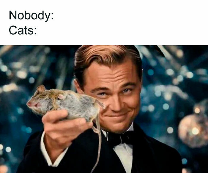 80 Memes That Blend Internet’s Most Favorite Things — Humor And Cats (New Pics)