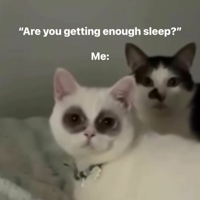 80 Memes That Blend Internet’s Most Favorite Things — Humor And Cats (New Pics)