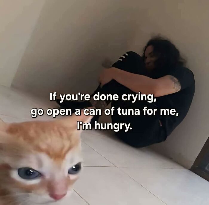 80 Memes That Blend Internet’s Most Favorite Things — Humor And Cats (New Pics)