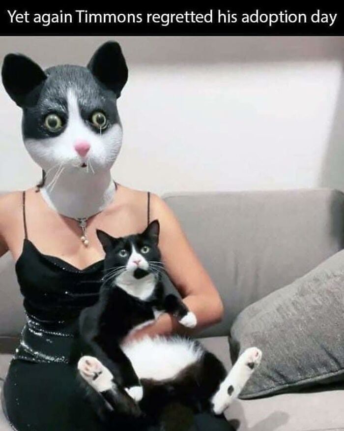 80 Memes That Blend Internet’s Most Favorite Things — Humor And Cats (New Pics)
