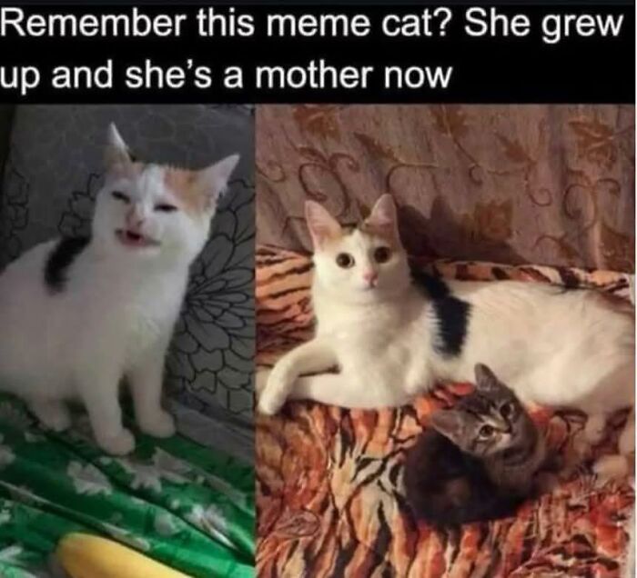 80 Memes That Blend Internet’s Most Favorite Things — Humor And Cats (New Pics)