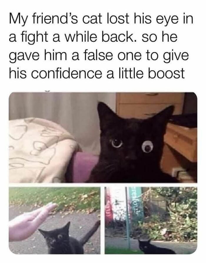 80 Memes That Blend Internet’s Most Favorite Things — Humor And Cats (New Pics)